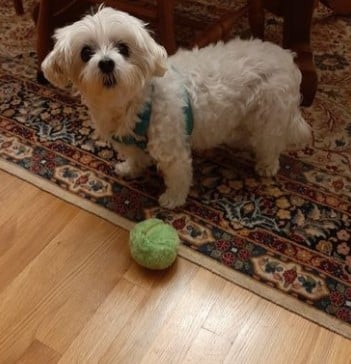 šLimited Sale 50% OFFšAnti-Anxiety Automatic Moving Ball Dogs And Cat Toys